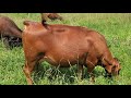 Greg shows results of line breeding for 13 years.