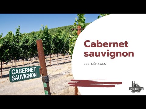 Vidéo: Quel est le cabernet ou le merlot le plus sec ?