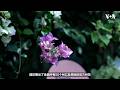 美国国家植物园以每州一花庆祝美国250岁生日