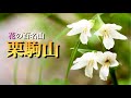 【花の百名山】 7月 栗駒山/東北　秋の紅葉だけではなく、この季節もすごくおすすめ！　たくさんの花々が迎えてくれます