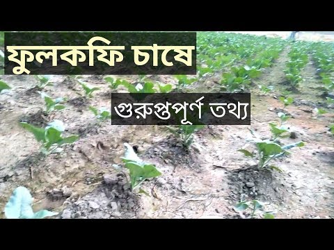 ভিডিও: ফুলকপি: চাষের বৈশিষ্ট্য