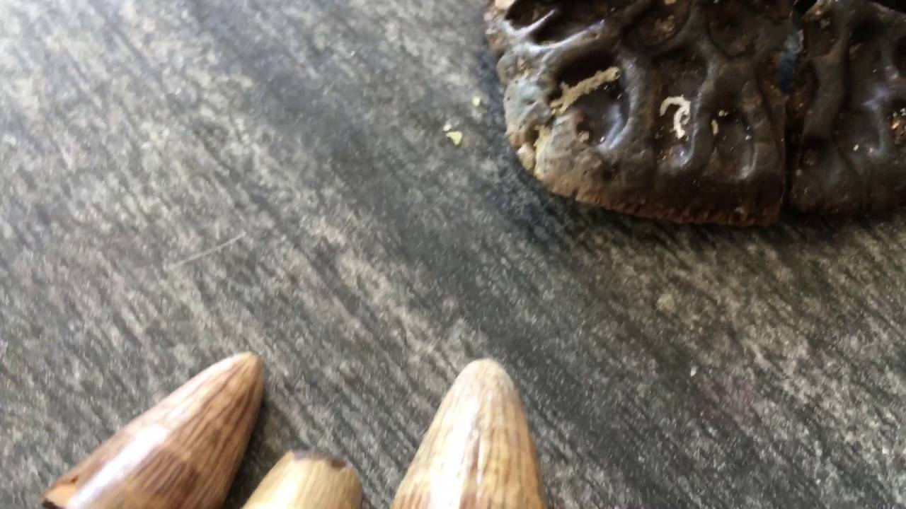 camera iphone 8 plus apk Alligator scale and teeth