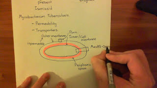 Intrinsic Drug Resistance in Pseudomonas