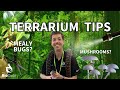 Terrarium tips plant maintenance