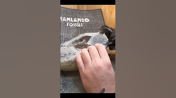 100 days to reveal fossil penguin  #fossil #reveal #geology #paleontology #viral #shortsvideo #video