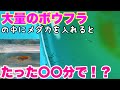 【睡蓮農園】大量のボウフラの中にメダカを入れると•••••たった〇〇分で⁉︎カインズ　CAINZタライでメダカ飼育