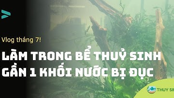 Cùng đi xử lý bể thuỷ sinh bị đục và có màu xanh - nước trong hơn sau 30 phút