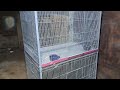 Cage 2P 3x2x2.5 or 3x2x2 1+1 fitting #cage #birds #houseofcage #birdscage #pigeon #lovebird #khewra