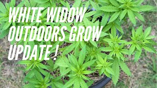 My First Cannabis Grow | OUTDOOR #GROW | White Widow Fast #tezlato