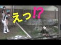 【結浜🎀📡コント😆M飼育員さんと新人さん？】微笑ましい🥰ナイト🌟残業当番ご褒美おやつ🍎/お掃除のお手伝い #ぽめぱん #PandaChannelbypomeranianfilm
