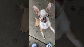 Adorable Boston Terrier Puppy Played In The Mud #bostonterrierlife #bostonterrierlove