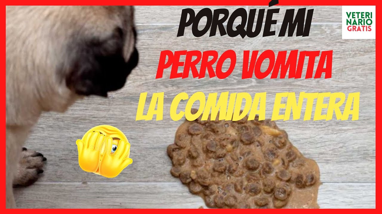 ⚠️ PORQUE MI PERRO VOMITA LA COMIDA ENTERA ⚠️ COMO EVITAR LA REGURGITACIÓN EN PERROS YouTube ⚠️ PORQUE MI PERRO VOMITA LA COMIDA ENTERA ⚠️ COMO EVITAR LA REGURGITACIÓN EN PERROS YouTube