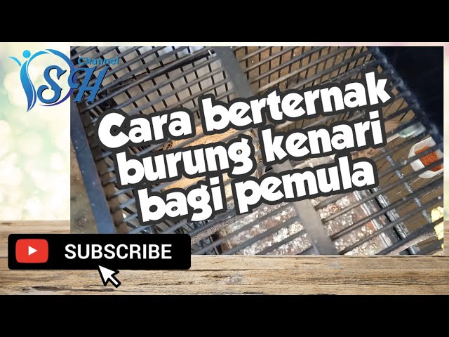 DSH - Cara berternak burung kenari bagi pemula class=