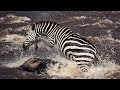 Young Zebra's Dangerous River Crossing | Life Story | BBC Earth