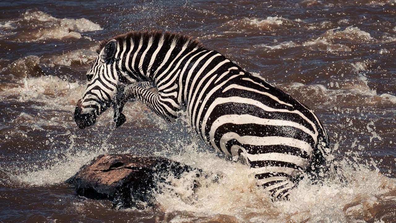 ⁣Young Zebra's Dangerous River Crossing | Life Story | BBC Earth