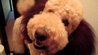 スタンプーくうちゃんはストーカー Youtube スタンプーくうちゃんはストーカー Youtube