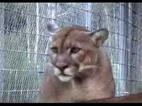 cougar growl mp3