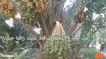 صوت يريح القلب.🌳من سورة مريم..( وَهُزِّي إِلَيْكِ بِجِذْعِ النَّخْلَةِ ) #_