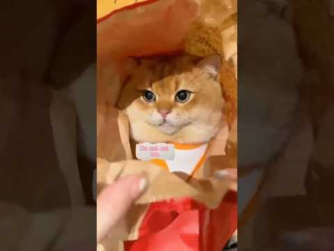 Funny Cat Video 🤣🤣🤣🤣 2023 #shorts #shortsfeed #viral #cat #pet #animal