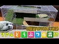 ☆リアル動物の森!?☆ ハリネズミハウスを３階建に増築してみた！