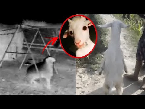 Vídeo: Cerca De Novosibirsk, Un Animal Desconocido Mató A Dos Cabras - Vista Alternativa