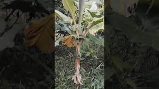 Pohon Pisang Yang Tidak Sehat ~Yuyun Hariyani#shorts