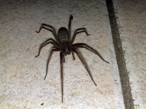 Click sync spider challenge I made for fun