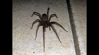 Click sync spider challenge I made for fun