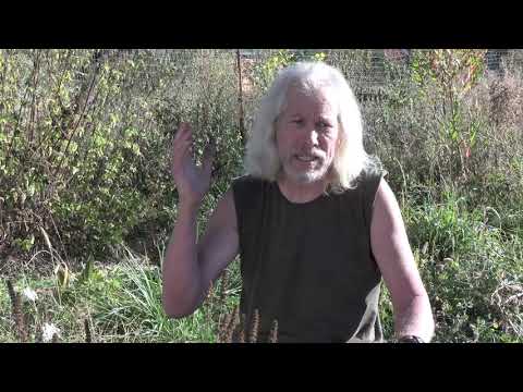 Video: Betony Herb Uses - How To Grow Wood Betony Herbs