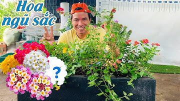 Các Màu Hoa Ngũ Sắc - Thú Vui "Chơi Hoa" Ngũ Sắc