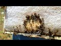 Beekeeping in Cyclades