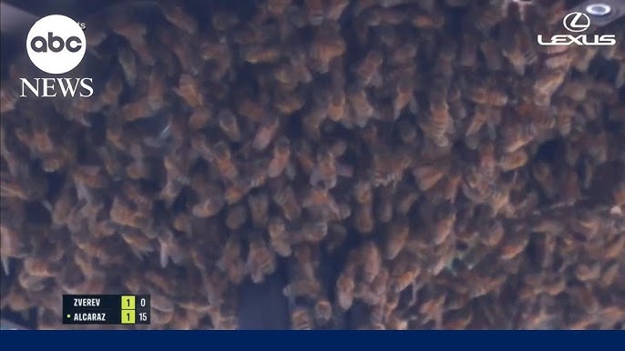 Bees Invade Tennis Tournament