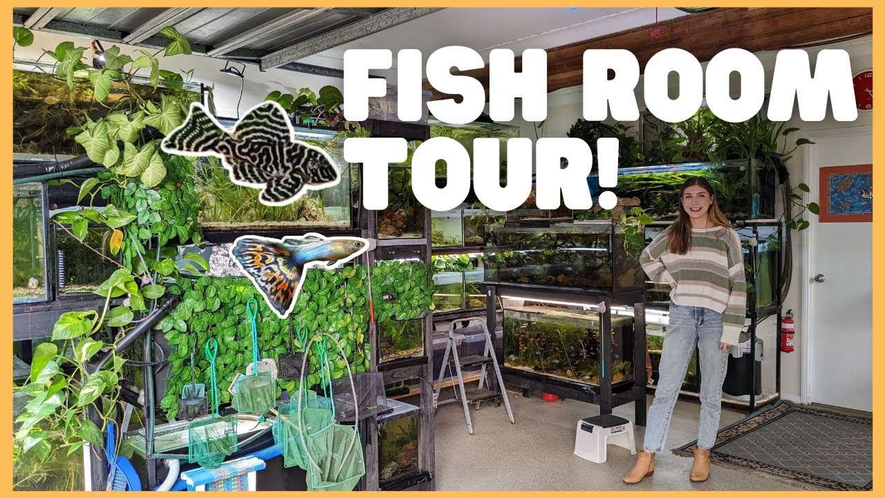 Breeding 100's of rare fish in planted tanks! FULL fish room tour