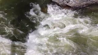 Yaak Falls in Troy, MT (and a nervous Havanese!) by tparbs 45 views 1 month ago 57 seconds