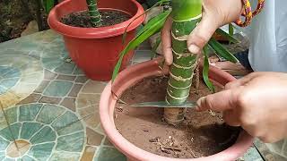 StepbyStep Dieffenbachia/Dumb Cane Propagation |  डाइफेनबैचिया का चरणदरचरण प्रचार