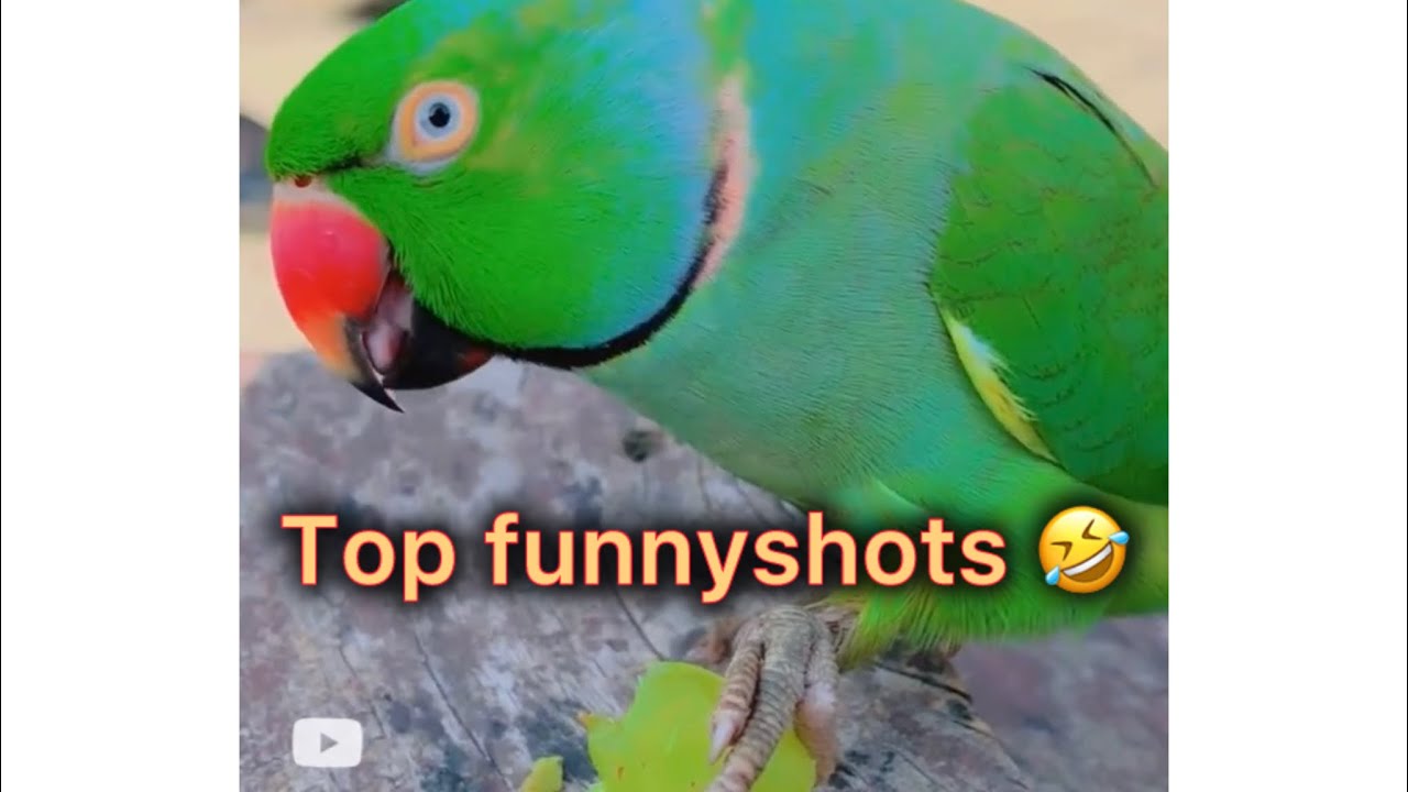 Top funniest shorts .1M views