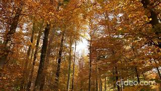 Step-By-Step Music Пошаговая Музыка