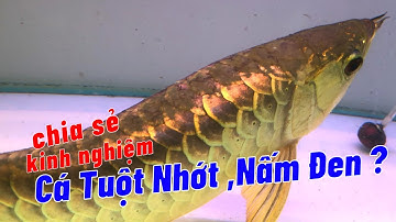 Xử Lý Cá Tuột Nhớt, Nấm Đen Nhanh, Đơn Giản | Aquamax V | Hoàng Lam Arowana