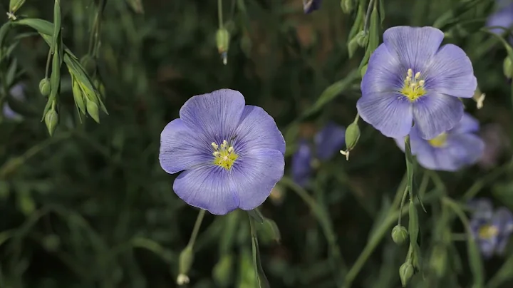 Tips for gardening w natives: Nancy Niemeyer