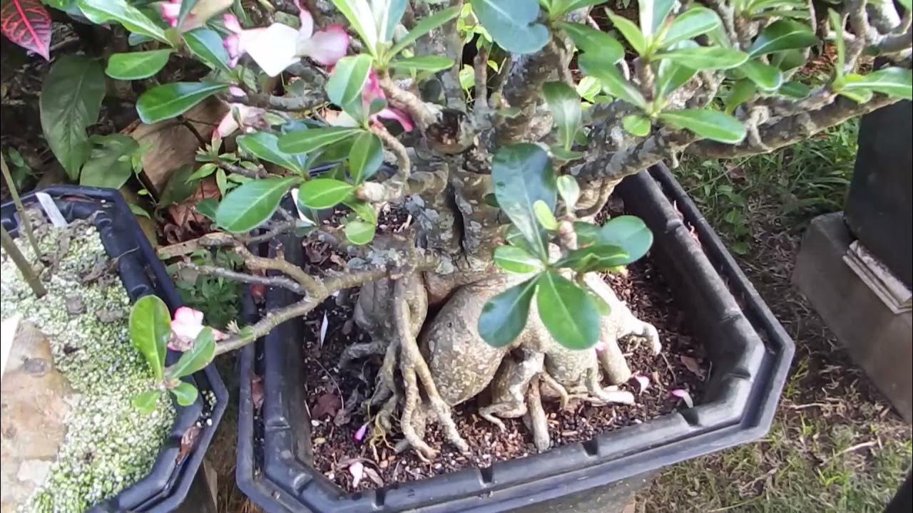 How to pollinate and prune Adenium YouTube