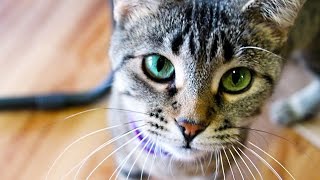 Cat Meowing: Free Sound Effects - Download