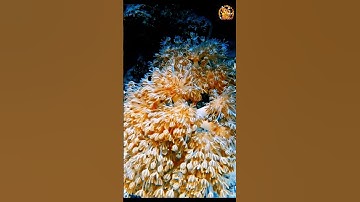 Xenia Coral #XeniaCoral #PulsingXenia #Coral #Corals #ReefTank #CoralReef #CoralPorn #CoralAddict