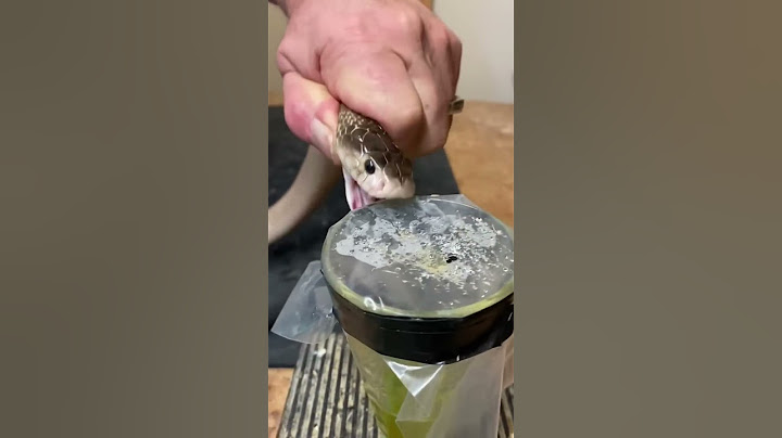 Cobra venom extraction