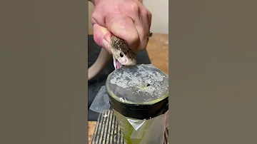 Cobra Venom Extraction 