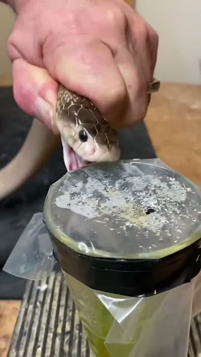 Cobra venom extraction