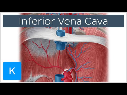 Video: Par. vena cava inferior?