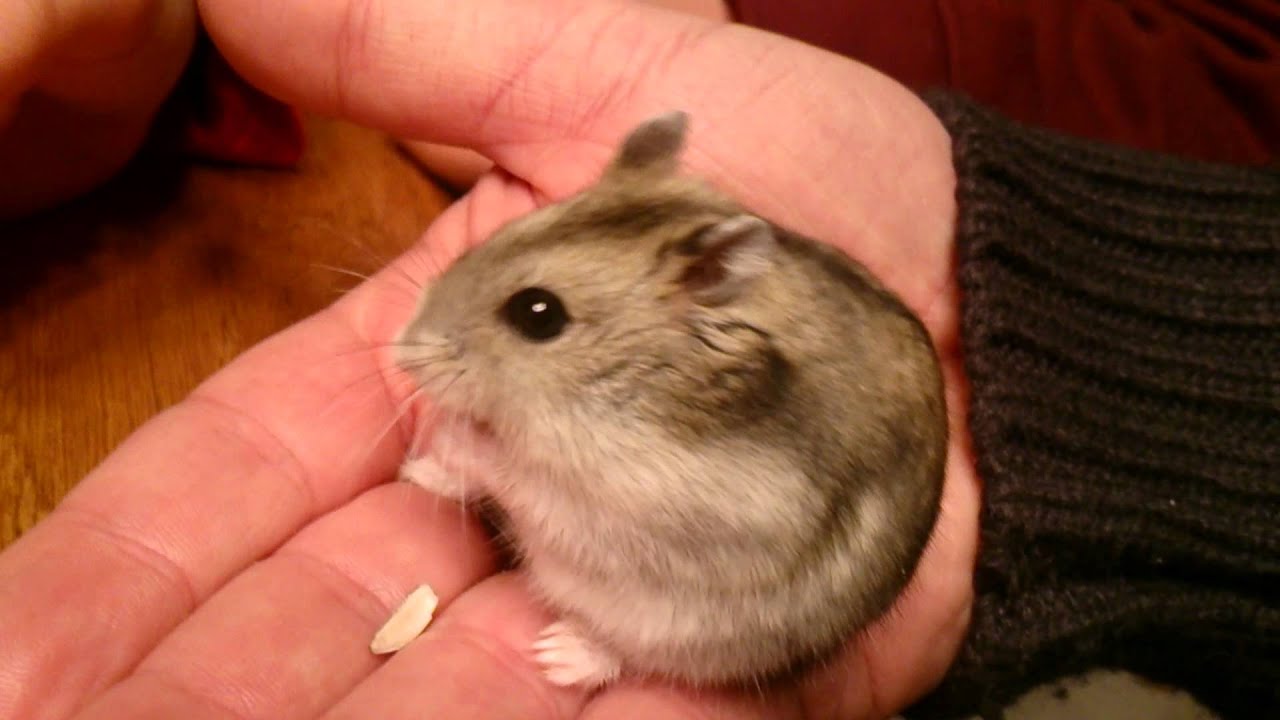 Hamster Russe Qui Adore Les Graines De Tournesol Youtube