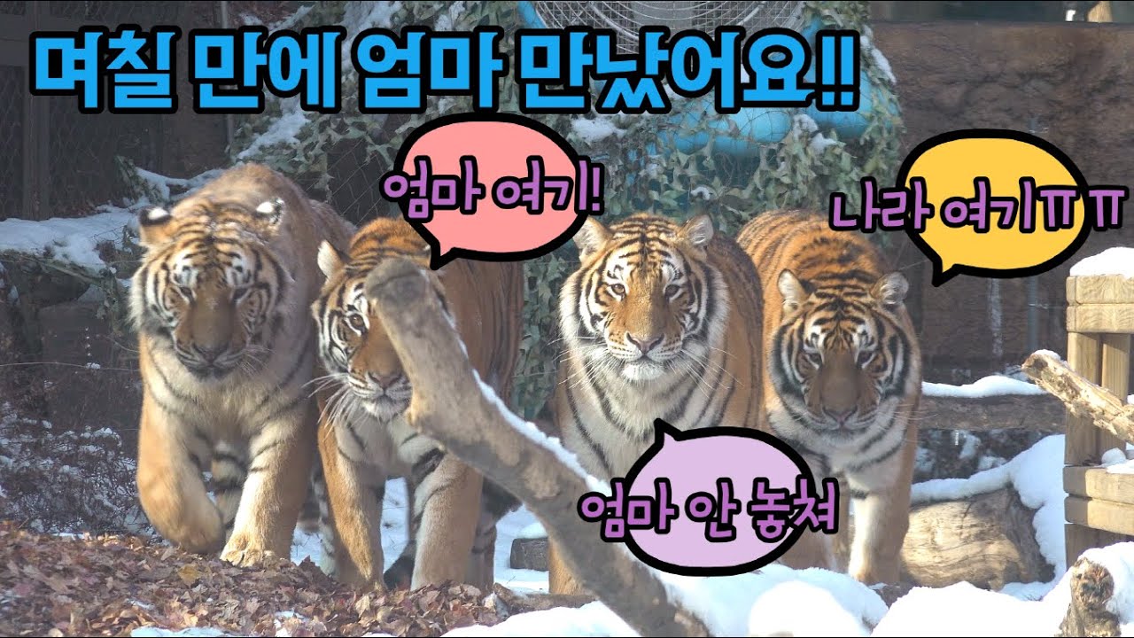 ★에버랜드 한국호랑이★ 나라가 펑펑 울자 며칠 동안 못 만났던 엄마가 거짓말처럼 나타났어요