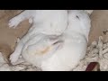 two cute rabbit baby #shorts #shortsvideo