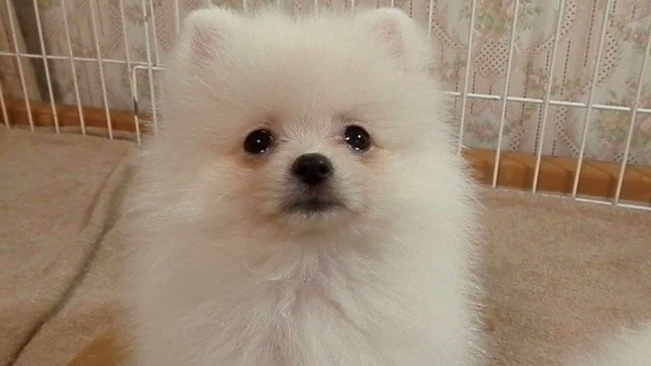 ポメラニアン 子犬 募集中 YouTube